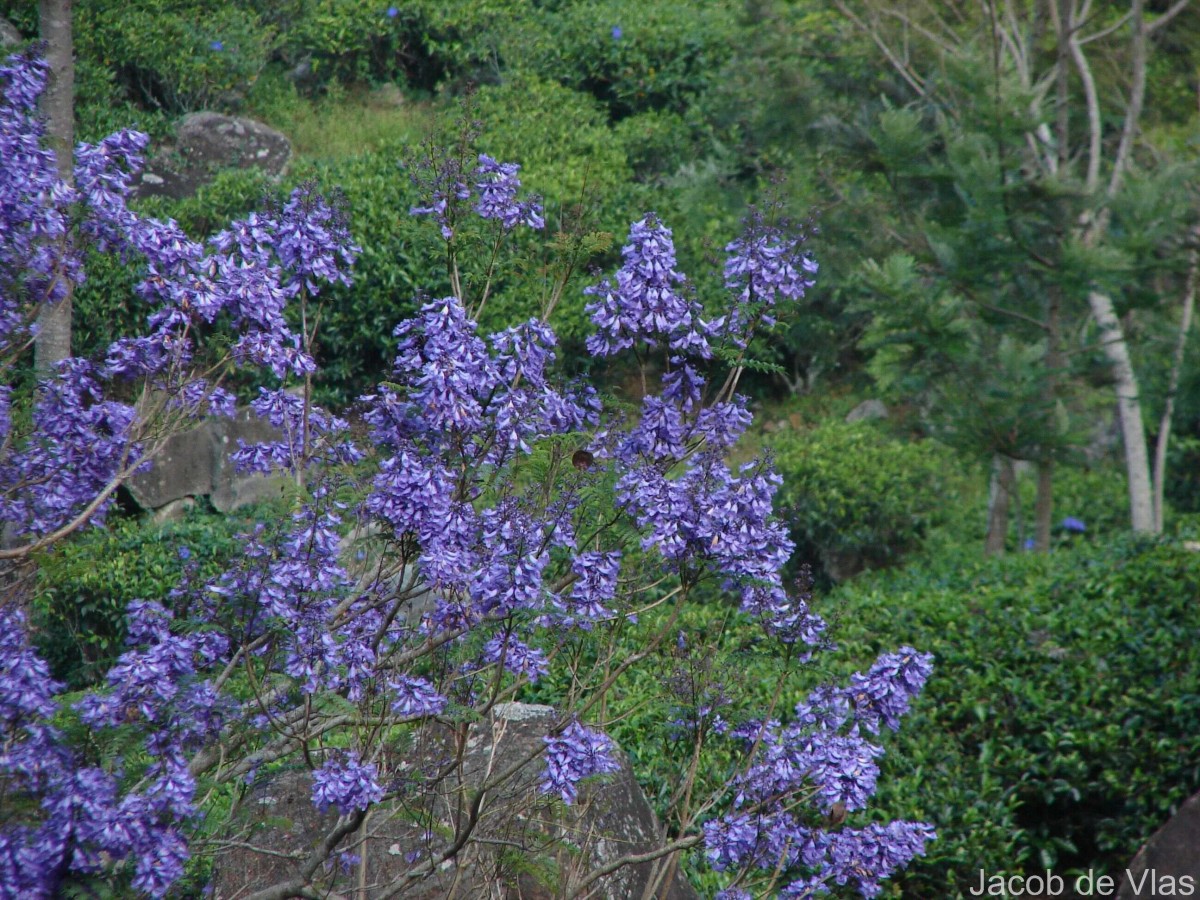Jacaranda mimosifolia D.Don